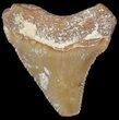 Juvenile Megalodon Tooth - Dakhla, Morocco #44145-1